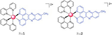 Graphical abstract: [Ru(bpy)2(7-CH3-dppz)]2+ and [Ru(phen)2(7-CH3-dppz)]2+ as metallointercalators that affect third-strand stabilization of the poly(U)˙poly(A)*poly(U) triplex