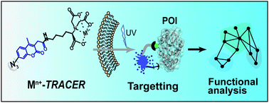 Graphical abstract: Integration of fluorescence imaging with proteomics enables visualization and identification of metallo-proteomes in living cells