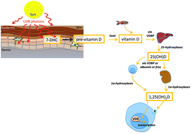 Graphical abstract: Ultraviolet radiation, vitamin D and the development of obesity, metabolic syndrome and type-2 diabetes