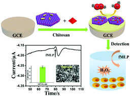 Graphical abstract: MoS2 nanosheet–Au nanorod hybrids for highly sensitive amperometric detection of H2O2 in living cells