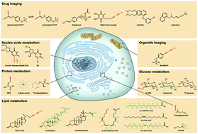 Graphical abstract: Applications of vibrational tags in biological imaging by Raman microscopy