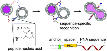 Graphical abstract: Programmable fusion of liposomes mediated by lipidated PNA