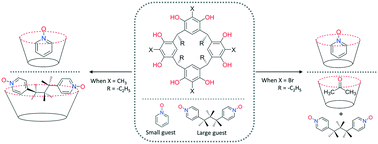 Graphical abstract: Endo-/exo- and halogen-bonded complexes of conformationally rigid C-ethyl-2-bromoresorcinarene and aromatic N-oxides