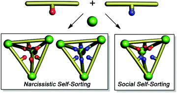 Graphical abstract: Controlled self-sorting in self-assembled cage complexes