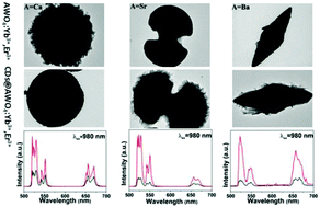 Graphical abstract: Controllable synthesis of lanthanide Yb3+ and Er3+ co-doped AWO4 (A = Ca, Sr, Ba) micro-structured materials: phase, morphology and up-conversion luminescence enhancement