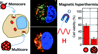 Graphical abstract: Monocore vs. multicore magnetic iron oxide nanoparticles: uptake by glioblastoma cells and efficiency for magnetic hyperthermia