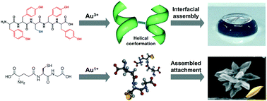 Graphical abstract: Identifying peptide sequences that can control the assembly of gold nanostructures