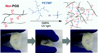 Graphical abstract: Norbornene-modified poly(glycerol sebacate) as a photocurable and biodegradable elastomer