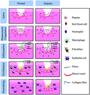 Graphical abstract: A functional chitosan-based hydrogel as a wound dressing and drug delivery system in the treatment of wound healing