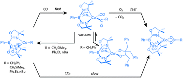 Graphical abstract: Cobalt(ii) acyl intermediates in carbon–carbon bond formation and oxygenation