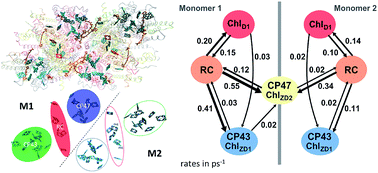 Graphical abstract: A theoretical study on the dynamics of light harvesting in the dimeric photosystem II core complex: regulation and robustness of energy transfer pathways