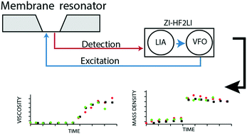 Graphical abstract: Array based real-time measurement of fluid viscosities and mass-densities to monitor biological filament formation