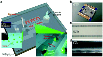 Graphical abstract: High-throughput single-particle detections using a dual-height-channel-integrated pore