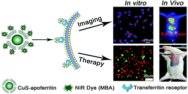 Graphical abstract: Near infrared dye loaded copper sulfide-apoferritin for tumor imaging and photothermal therapy