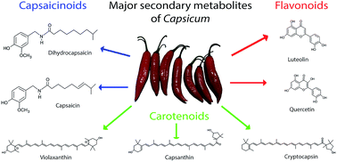 Graphical abstract: The genus Capsicum: a phytochemical review of bioactive secondary metabolites