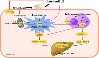 Graphical abstract: Patchouli oil isolated from the leaves of Pogostemon cablin ameliorates ethanol-induced acute liver injury in rats via inhibition of oxidative stress and lipid accumulation