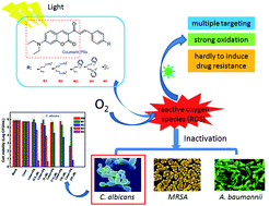 Graphical abstract: A series of water-soluble photosensitizers based on 3-cinnamoylcoumarin for in vitro antimicrobial photodynamic inactivation