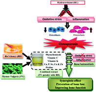 Graphical abstract: The ameliorating effect of the combined extract from Greek Thymus vulgaris and bee's honey on the hydrocortisone-induced osteoporosis in rat bone cells via modulating the bone turnover, oxidative stress, and inflammation