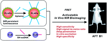 Graphical abstract: Fabrication of an activatable hybrid persistent luminescence nanoprobe for background-free bioimaging-guided investigation of food-borne aflatoxin in vivo