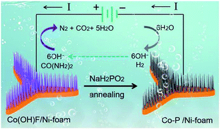 Graphical abstract: Ni-foam supported Co(OH)F and Co–P nanoarrays for energy-efficient hydrogen production via urea electrolysis