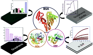 Graphical abstract: Engineering functional inorganic nanobiomaterials: controlling interactions between 2D-nanosheets and enzymes