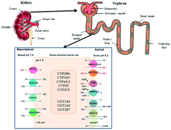 Graphical abstract: A pharmaceutical industry perspective on microphysiological kidney systems for evaluation of safety for new therapies