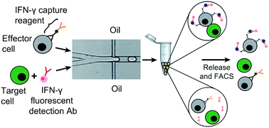 Graphical abstract: Droplet encapsulation improves accuracy of immune cell cytokine capture assays