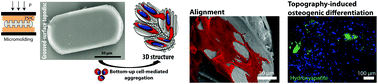 Graphical abstract: Nanogrooved microdiscs for bottom-up modulation of osteogenic differentiation