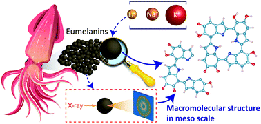 Graphical abstract: Mechanistic understanding of monovalent cation transport in eumelanin pigments