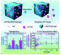 Graphical abstract: A thermo-sensitive injectable hydroxypropyl chitin hydrogel for sustained salmon calcitonin release with enhanced osteogenesis and hypocalcemic effects