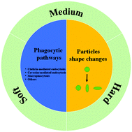 Graphical abstract: Effect of elasticity on the phagocytosis of micro/nanoparticles