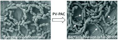 Graphical abstract: Synthesis and antibacterial activity of polymer–antibiotic conjugates incorporated into a resin-based dental adhesive