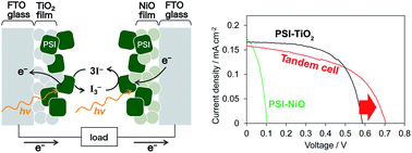 Graphical abstract: Photocurrent generation by a photosystem I-NiO photocathode for a p-type biophotovoltaic tandem cell