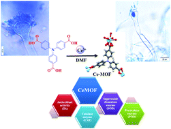 Graphical abstract: A cerium-based MOFzyme with multi-enzyme-like activity for the disruption and inhibition of fungal recolonization