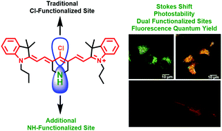 Graphical abstract: Construction and bioimaging application of novel indole heptamethine cyanines containing functionalized tetrahydropyridine rings