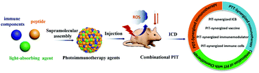 Graphical abstract: Supramolecular cancer photoimmunotherapy based on precise peptide self-assembly design