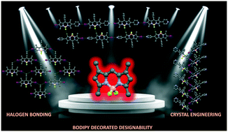 Graphical abstract: Modulation of supramolecular self-assembly of BODIPY tectons via halogen bonding