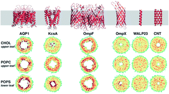 Graphical abstract: Lipid distributions and transleaflet cholesterol migration near heterogeneous surfaces in asymmetric bilayers