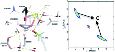 Graphical abstract: Binding of the substrate analog methanol in the oxygen-evolving complex of photosystem II in the D1-N87A genetic variant of cyanobacteria