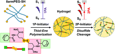 Graphical abstract: A disulfide-based linker for thiol–norbornene conjugation: formation and cleavage of hydrogels by the use of light