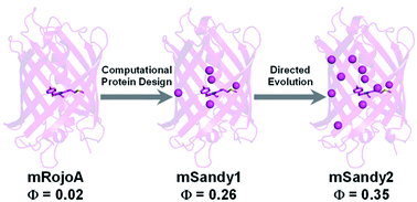 Graphical abstract: Generation of bright monomeric red fluorescent proteins via computational design of enhanced chromophore packing