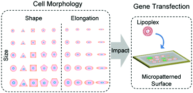 Graphical abstract: Regulation of gene transfection by cell size, shape and elongation on micropatterned surfaces