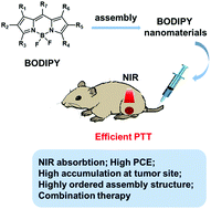 Graphical abstract: Leveraging BODIPY nanomaterials for enhanced tumor photothermal therapy