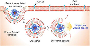Graphical abstract: Fibroblast-targeting polymeric nanovehicles to enhance topical wound healing through promotion of PAR-2 receptor-mediated endocytosis