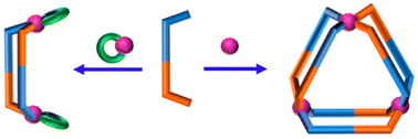 Graphical abstract: Diastereoselectively self-sorted low-symmetry binuclear metallomacrocycle and trinuclear metallocage