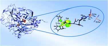 Graphical abstract: Spiers Memorial Lecture: activating metal sites for biological electron transfer