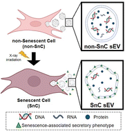 Graphical abstract: Nanoscale biophysical properties of small extracellular vesicles from senescent cells using atomic force microscopy, surface potential microscopy, and Raman spectroscopy