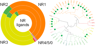 Graphical abstract: Opportunities and challenges in targeting orphan nuclear receptors