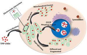 Graphical abstract: Tracking the super resolved structure of mitochondria using red emissive carbon nanodots as a fluorescent biomarker