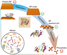 Graphical abstract: Nonmonotonic relationship between the degradation of black phosphorus and its bioactivity in suppressing the centrosome polo-like kinase 1